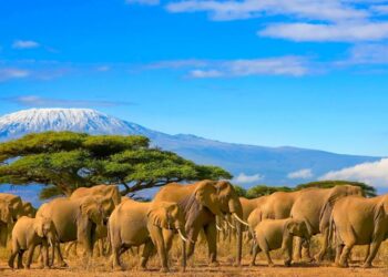 Tanzania-Cover-Image