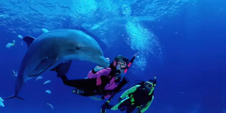 Dolphin tour