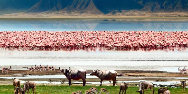 Ngorongoro