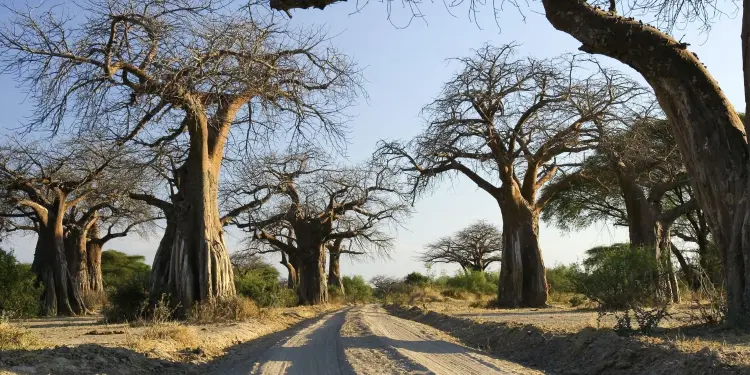 Ruaha
