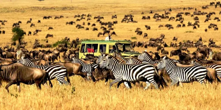 Serengeti 